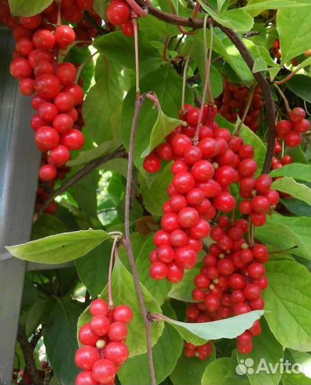 Лимонник зкс