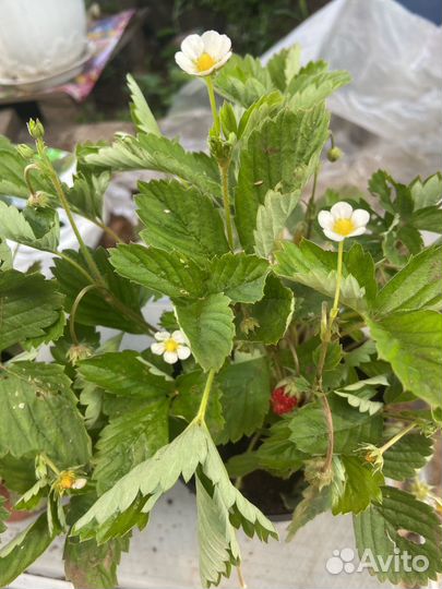 Земляника Альпийска