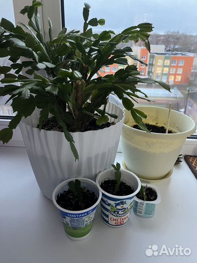 Декабрист шлюмбергера отростки