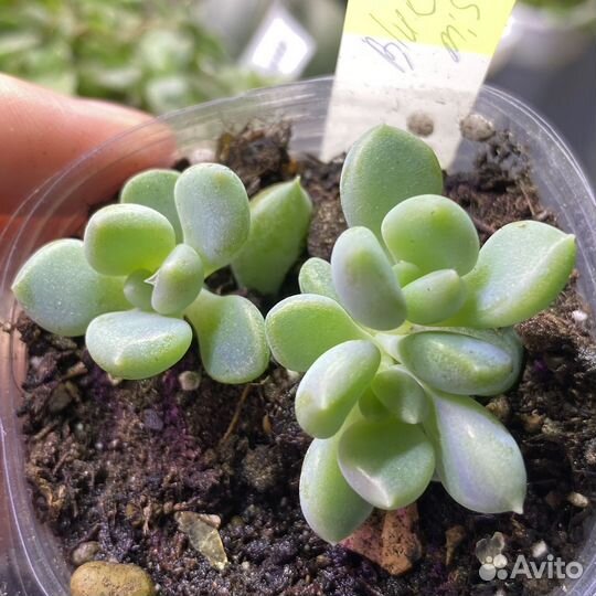 Суккуленты Pachyveria blue mist