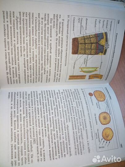 Биология. 6 класс. Бактерии, грибы. Пасечник