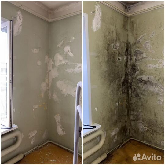 Уничтожение Тараканов, Клопов, Клещей, Ос, Плесень