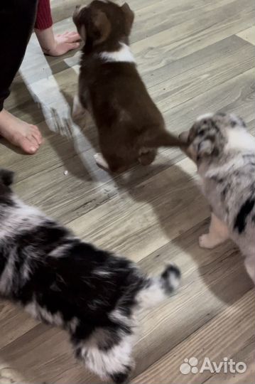 Щенки бордер колли