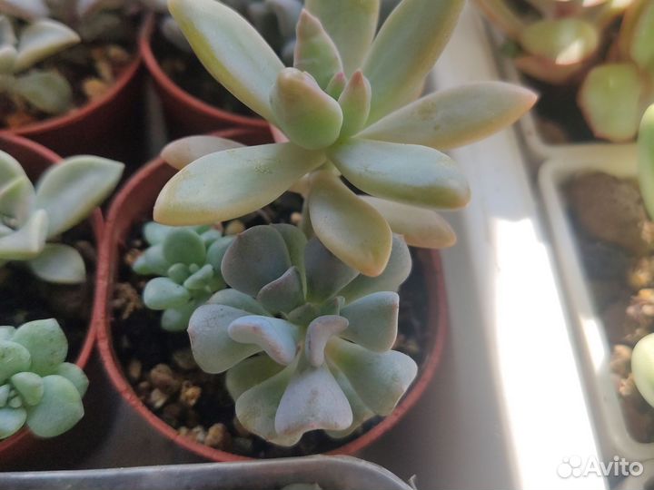 Суккуленты