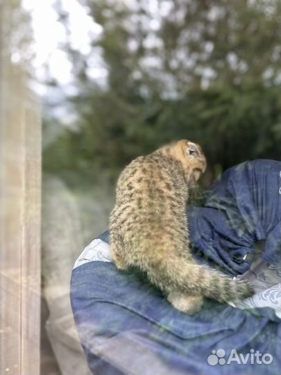 Котенок -тигренок