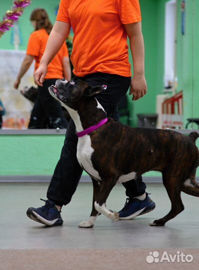 Дрессировка и воспитание собак