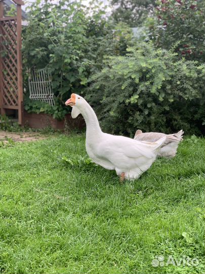 Холмогорские гуси