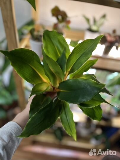 Хлорофитум грин оранж детки