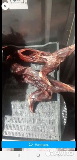 Продам мясо лосятины