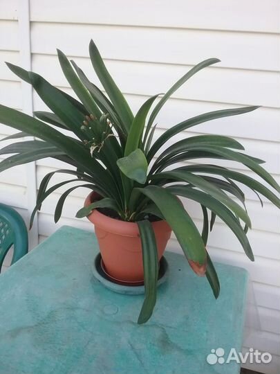 Цветы в горшках