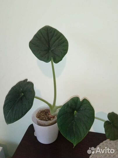 Алоказия Мело