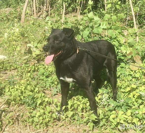 Просто милый смешной Тобик