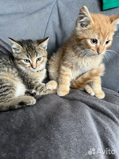 Котята в добрые