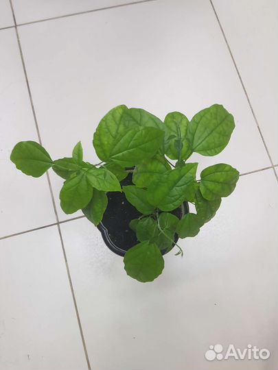 Клеродендрум Томпсона