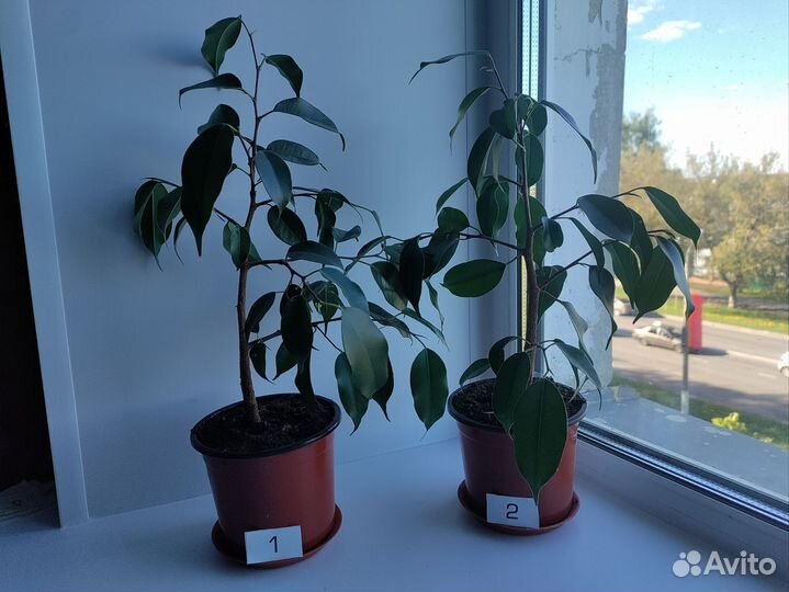 Фикус Бенджамина Даниэль