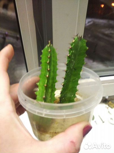 Кактус и не только