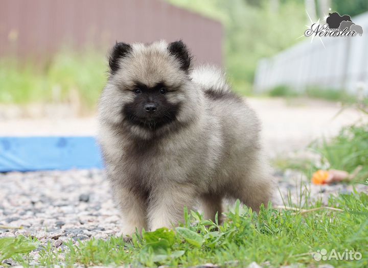 Щенки кобели вольфшпица