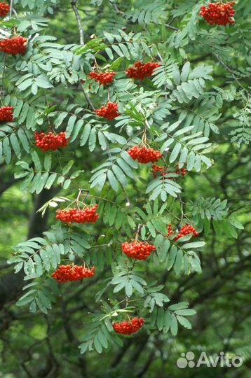 Саженцы рябины и других лиственных