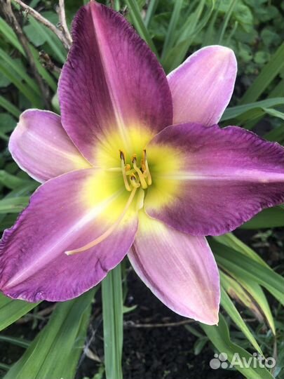 Лилейники сортовые