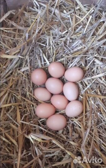 Домашние куриные яйца с доставкой