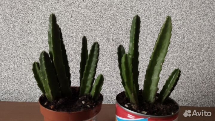 Стапелия крупноцветковая