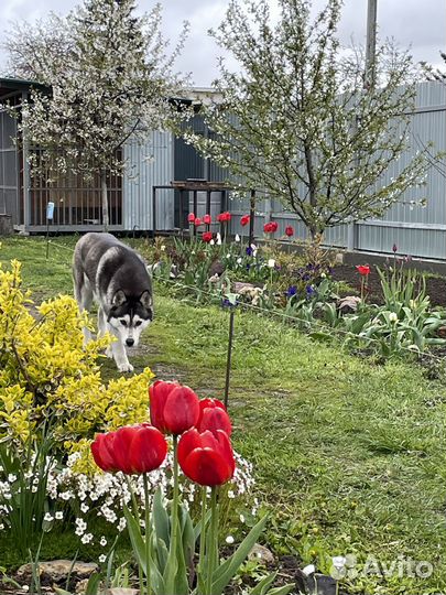 Щенки сибирской хаски