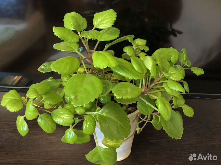 Плектрантус