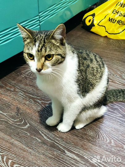 Кот матроскин