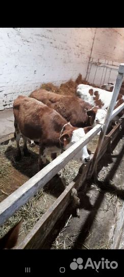 Бычки сменталы