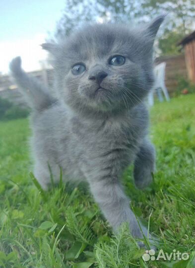 Котенок мальчик бесплатно