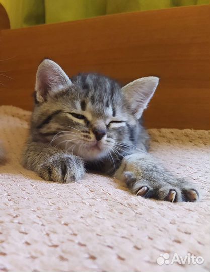 Котята в добрые руки бесплатно