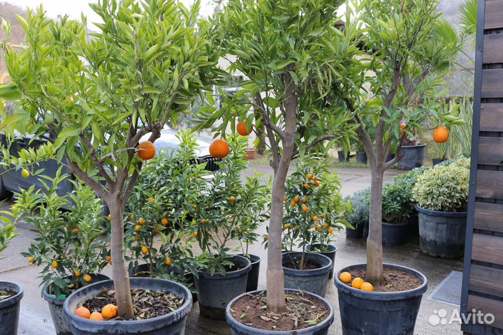 Зимостойкий Мандарин 15 лет +
