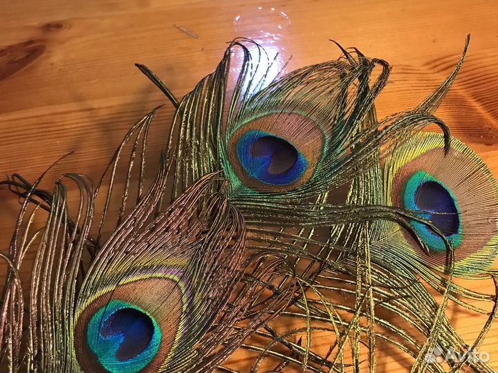 Перо павлина и страуса