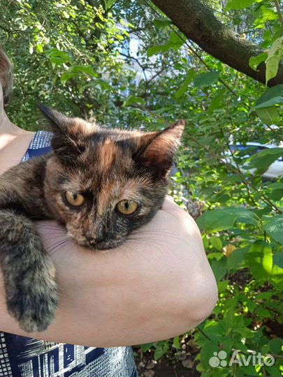 Кошка в дар