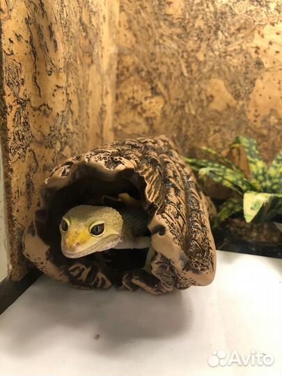 2 Эублефара+террариум ReptiZoo с полным оснащением