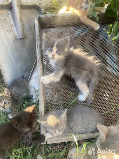 Котята в добрые руки 2 месяца