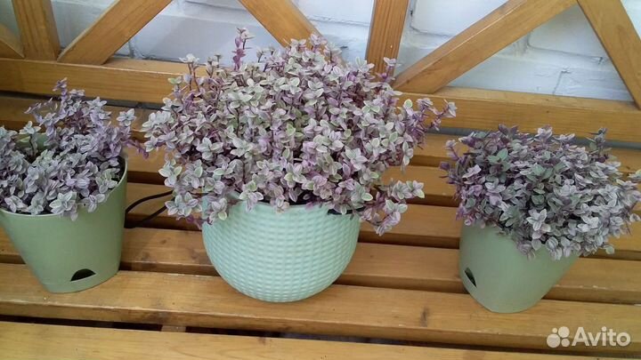 Каллизия и солейролия