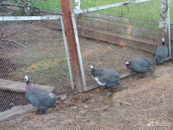 Продам семью Цесарок