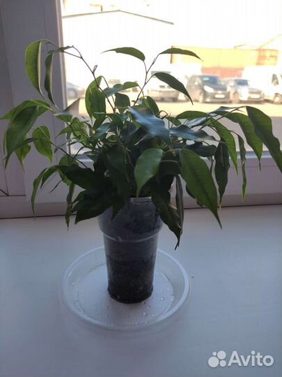 Фикус бенджамина