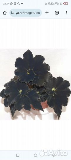 Бегония декоративно лиственная