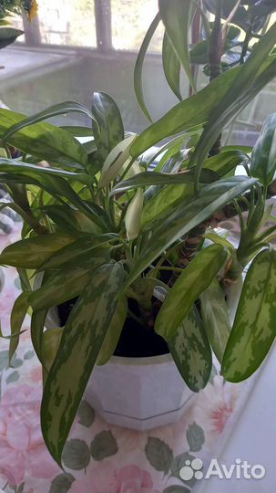 Спатифилум, Аглаонема, Хлорофитум