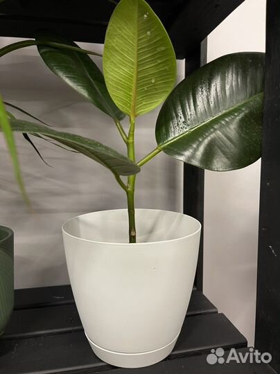 Цветы домашние в горшках