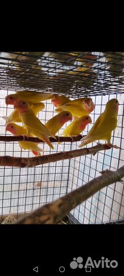 Попугайчики Неразлучники,Волнистые