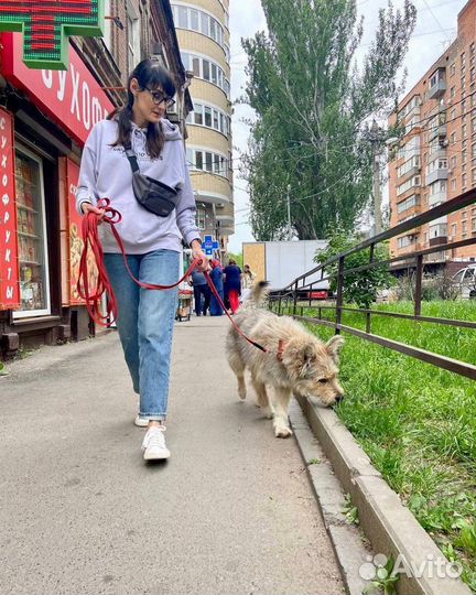 Собака в добрые руки отдам бесплатно