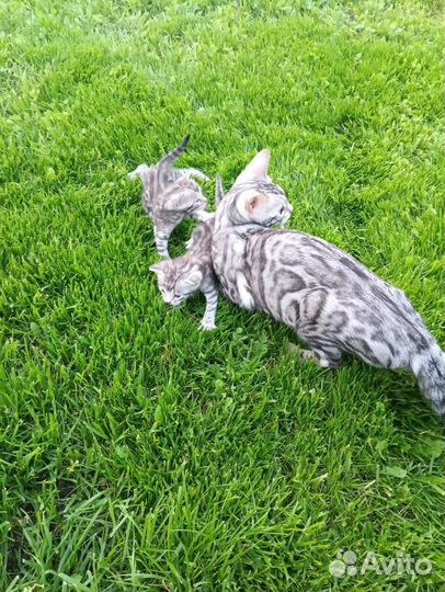 Бенгальские котята серебро