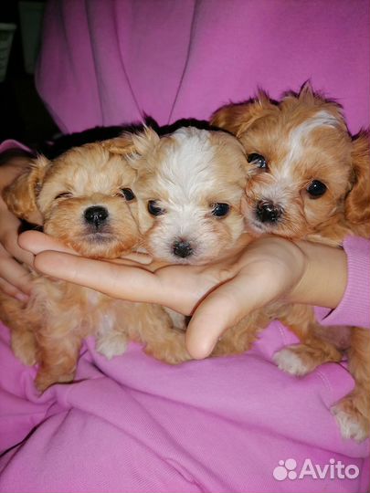 Мальтипу f1 micro корея-китай, Москва