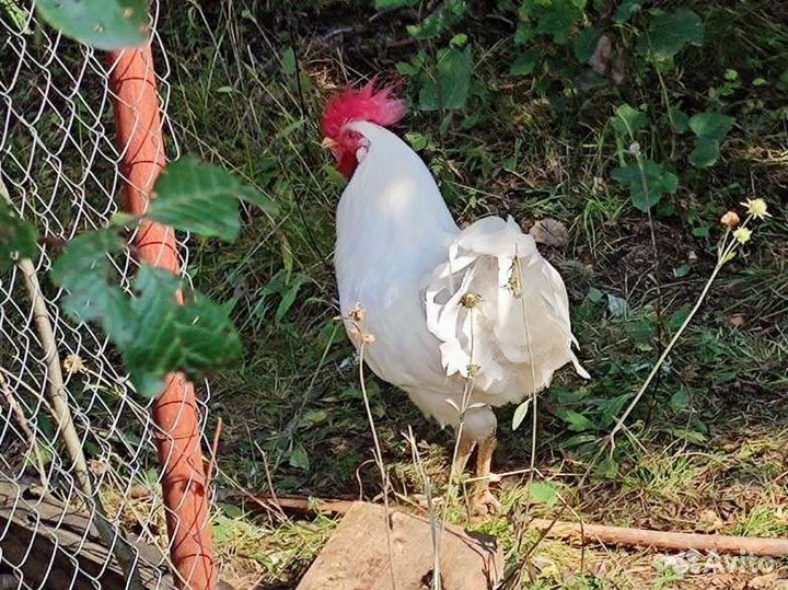 Молодые петухи