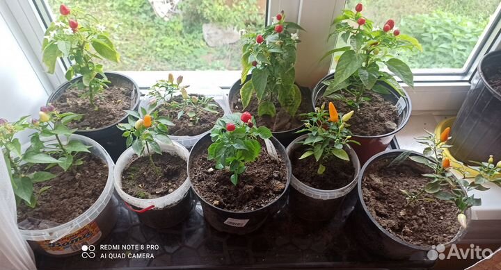 Перец комнатный острый