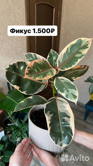 Комнатные растения цветы