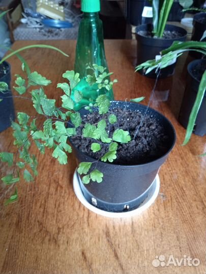 Комнатные цветы